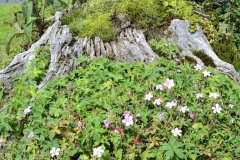 Lake Vyrnwy - 017