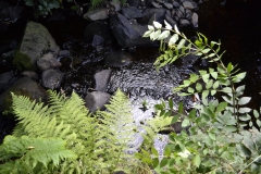 Lake Vyrnwy - 358
