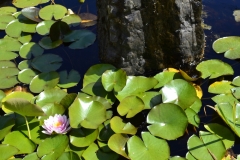 Lake Vyrnwy - 452