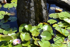 Lake Vyrnwy - 454