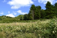 Lake Vyrnwy - 468